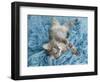 Yarnie-Rachael Hale-Framed Art Print