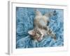 Yarnie-Rachael Hale-Framed Art Print