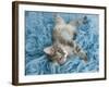 Yarnie-Rachael Hale-Framed Art Print