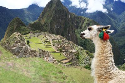 Llama at Historic Lost City of Machu Picchu - Peru