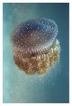 Jellyfish - Phylorhiza Punctata-Yaron Halevy-Stretched Canvas