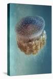 Jellyfish Phylorhiza Punctata-Yaron Halevy-Stretched Canvas