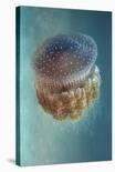 Jellyfish - Phylorhiza Punctata-Yaron Halevy-Framed Stretched Canvas