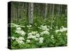 Yarrow and Aspen Trees Along Gothic Road, Mount Crested Butte, Gunnison County, Colorado, USA-null-Stretched Canvas