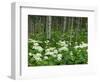 Yarrow and Aspen Trees Along Gothic Road, Mount Crested Butte, Gunnison County, Colorado, USA-null-Framed Photographic Print