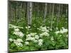 Yarrow and Aspen Trees Along Gothic Road, Mount Crested Butte, Gunnison County, Colorado, USA-null-Mounted Photographic Print