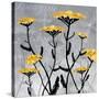 Yarrow Blooms-Bee Sturgis-Stretched Canvas