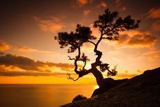 Zen is a Tree on the Cliff Rocks and Sunset over the Sea-Yarygin-Photographic Print