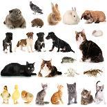 Collage of Different Cute Animals-Yastremska-Photographic Print