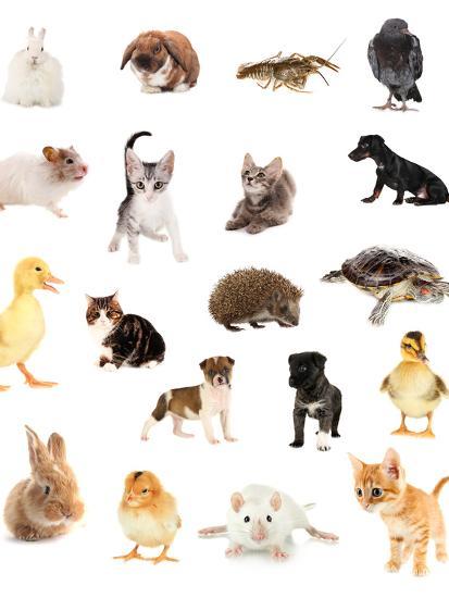 Photographic Print, , large