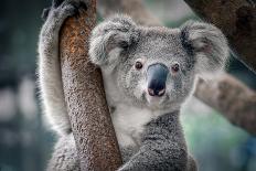 A Cute Koala.-Yatra4289-Photographic Print