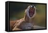 Yawning Cougar-DLILLC-Framed Stretched Canvas