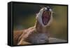 Yawning Cougar-DLILLC-Framed Stretched Canvas