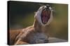 Yawning Cougar-DLILLC-Stretched Canvas