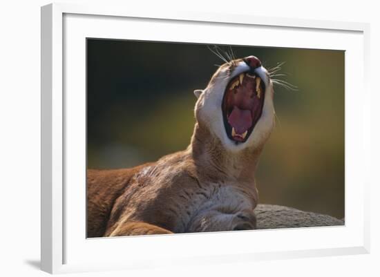 Yawning Cougar-DLILLC-Framed Photographic Print