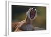 Yawning Cougar-DLILLC-Framed Photographic Print