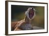 Yawning Cougar-DLILLC-Framed Photographic Print