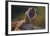 Yawning Cougar-DLILLC-Framed Photographic Print