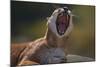 Yawning Cougar-DLILLC-Mounted Photographic Print