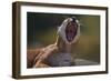 Yawning Cougar-DLILLC-Framed Photographic Print