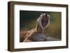 Yawning Cougar-DLILLC-Framed Photographic Print