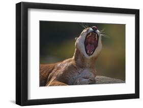 Yawning Cougar-DLILLC-Framed Photographic Print