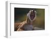 Yawning Cougar-DLILLC-Framed Photographic Print