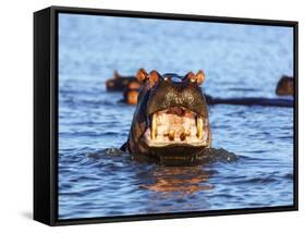 Yawning hippo, Isimangaliso Greater St. Lucia Wetland Pk, UNESCO World Heritage Site, South Africa-Christian Kober-Framed Stretched Canvas