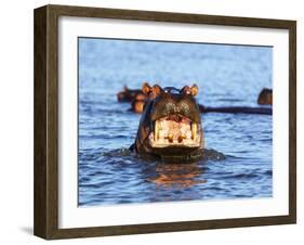 Yawning hippo, Isimangaliso Greater St. Lucia Wetland Pk, UNESCO World Heritage Site, South Africa-Christian Kober-Framed Photographic Print