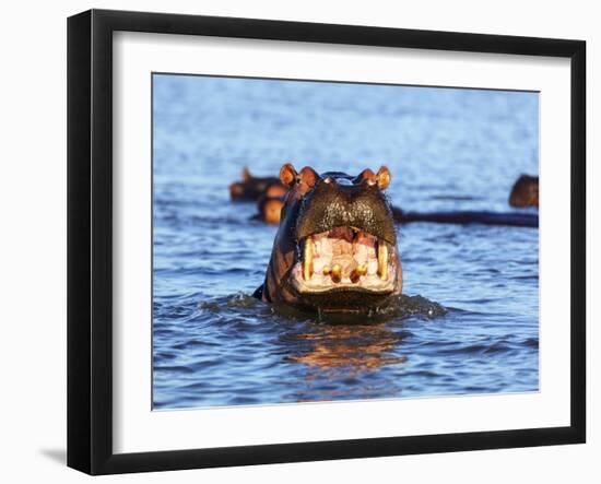 Yawning hippo, Isimangaliso Greater St. Lucia Wetland Pk, UNESCO World Heritage Site, South Africa-Christian Kober-Framed Photographic Print