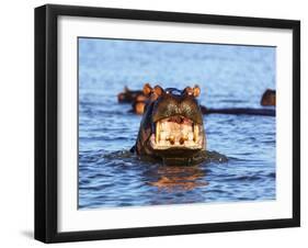 Yawning hippo, Isimangaliso Greater St. Lucia Wetland Pk, UNESCO World Heritage Site, South Africa-Christian Kober-Framed Photographic Print