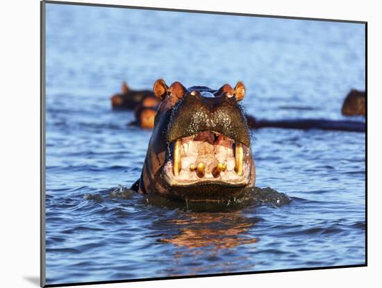 Yawning hippo, Isimangaliso Greater St. Lucia Wetland Pk, UNESCO World Heritage Site, South Africa-Christian Kober-Mounted Photographic Print