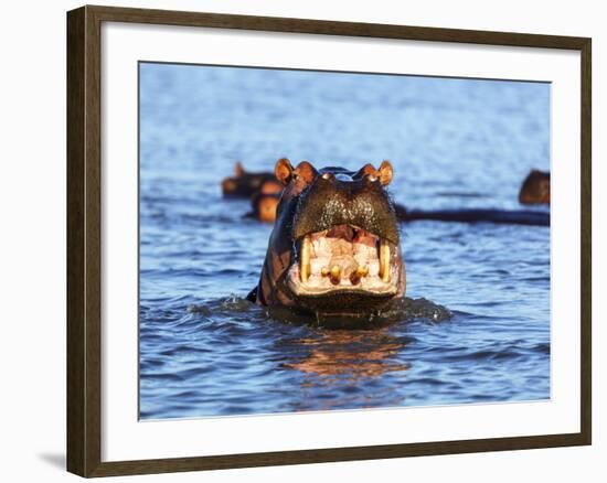 Yawning hippo, Isimangaliso Greater St. Lucia Wetland Pk, UNESCO World Heritage Site, South Africa-Christian Kober-Framed Photographic Print