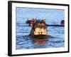 Yawning hippo, Isimangaliso Greater St. Lucia Wetland Pk, UNESCO World Heritage Site, South Africa-Christian Kober-Framed Photographic Print