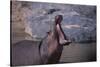 Yawning Hippopotamus-DLILLC-Stretched Canvas