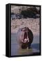 Yawning Hippopotamus-DLILLC-Framed Stretched Canvas