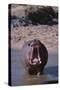 Yawning Hippopotamus-DLILLC-Stretched Canvas