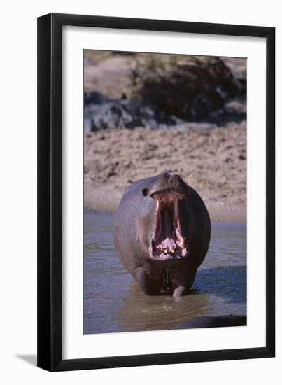 Yawning Hippopotamus-DLILLC-Framed Premium Photographic Print