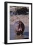 Yawning Hippopotamus-DLILLC-Framed Premium Photographic Print