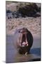Yawning Hippopotamus-DLILLC-Mounted Premium Photographic Print