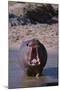 Yawning Hippopotamus-DLILLC-Mounted Premium Photographic Print