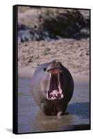 Yawning Hippopotamus-DLILLC-Framed Stretched Canvas