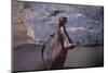 Yawning Hippopotamus-DLILLC-Mounted Premium Photographic Print