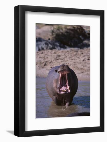 Yawning Hippopotamus-DLILLC-Framed Photographic Print