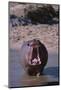 Yawning Hippopotamus-DLILLC-Mounted Photographic Print