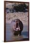 Yawning Hippopotamus-DLILLC-Framed Photographic Print