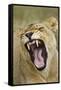 Yawning Lion, Sabi Sabi Reserve, South Africa-Paul Souders-Framed Stretched Canvas