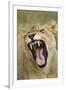 Yawning Lion, Sabi Sabi Reserve, South Africa-Paul Souders-Framed Premium Photographic Print