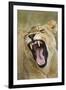 Yawning Lion, Sabi Sabi Reserve, South Africa-Paul Souders-Framed Premium Photographic Print