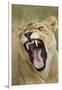 Yawning Lion, Sabi Sabi Reserve, South Africa-Paul Souders-Framed Premium Photographic Print